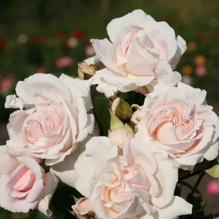 Роза флорибунда Графиня Элке цу Рантцау (Grafin Elke zu Rantzau)