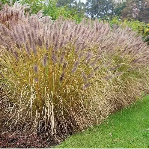 Пеннисетум лисохвостный Маудри