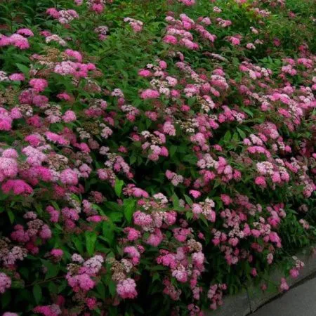 Спирея Японская Фроебели