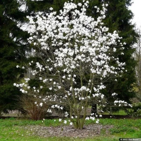 Магнолия Лебнера Меррилл