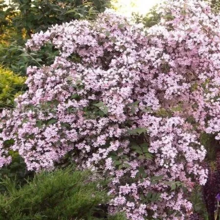 Кольквиция Прелестная