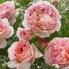 Роза английская Абрахам Дэрби (Abraham Darby)