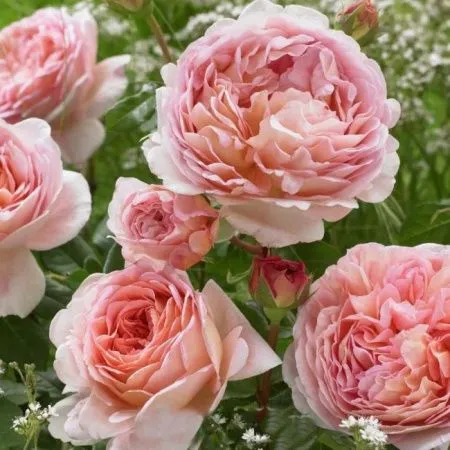 Роза английская Абрахам Дэрби (Abraham Darby)