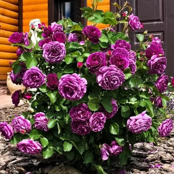 Роза флорибунда Минерва (Minerva)