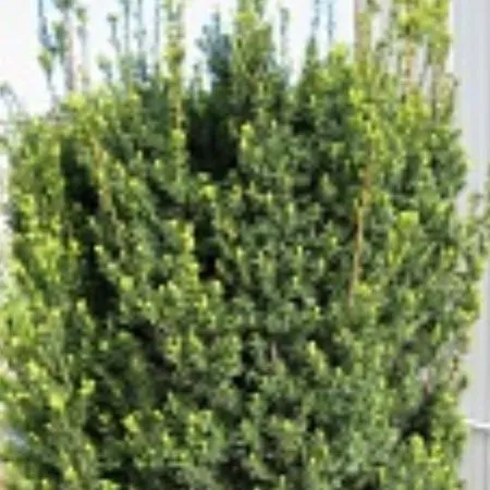 Тис Средний  Хикси