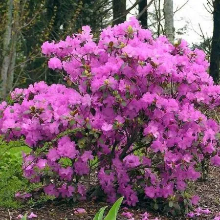 Рододендрон П.Дж.М. Элит