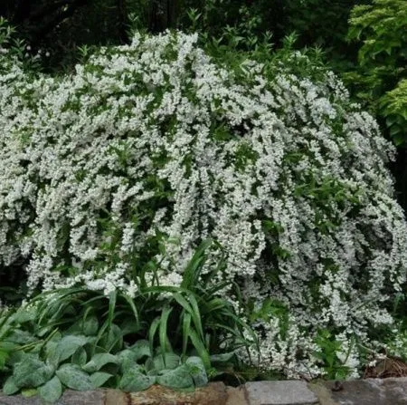 Чубушник (Жасмин) Миннесота Сноуфлейк
