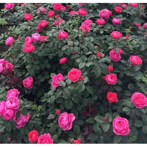 Роза флорибунда Гартенпринцессин Мари-Хосе (Gartenprinzessin Marie-José)