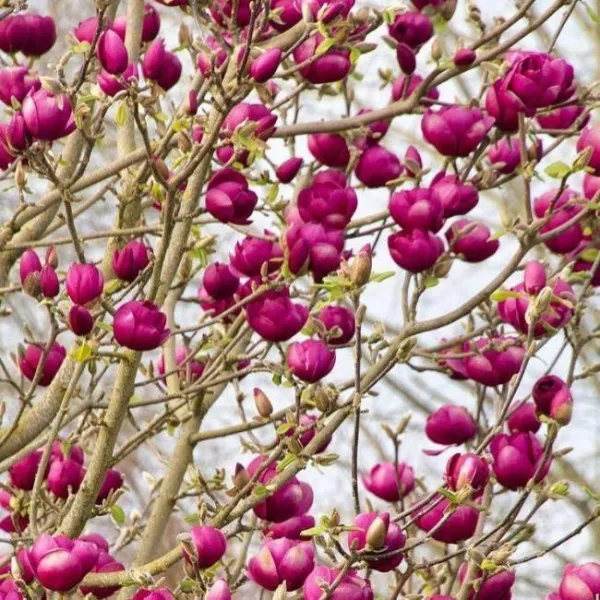 Магнолия Блэк Тулип