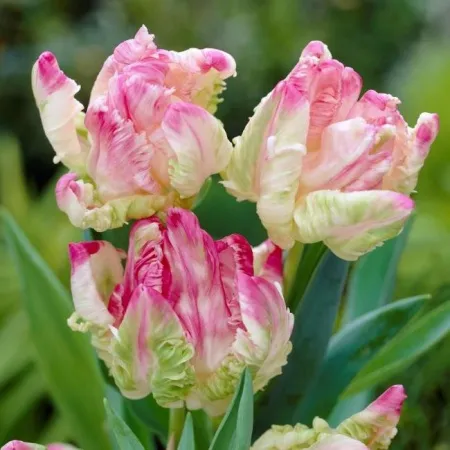 Луковицы Тюльпан Веберс Пэррот (5 шт), размер 10/11