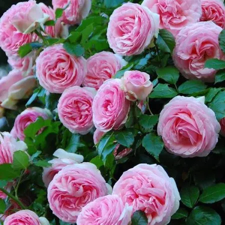 Роза плетистая Пьер де Ронсар (Pierre de Ronsard)