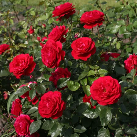 Роза флорибунда Бордо (Bordeaux)