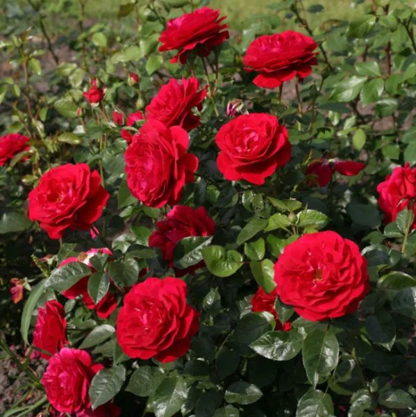 Роза флорибунда Бордо (Bordeaux)