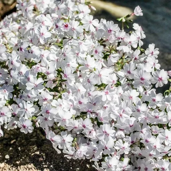 Флокс шиловидный Эмейзинг Грейс