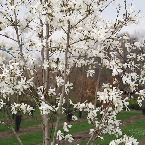 Магнолия Лебнера Меррилл