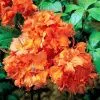 Азалия (Рододендрон) Кнап Хил Оранж
