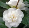 Камелия японская Нобилиссима