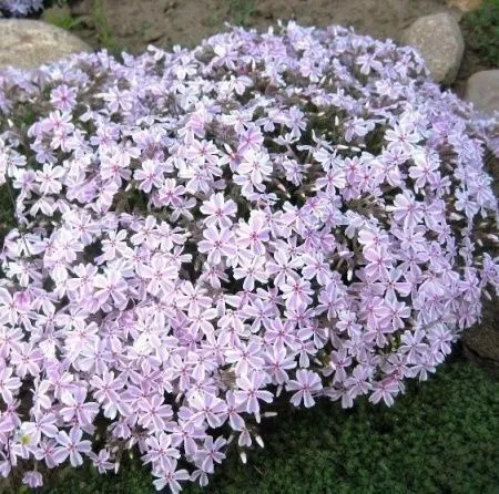 Флокс Кенди Страйпс