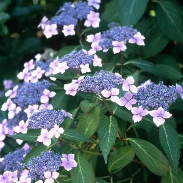 Гортензия пильчатая Блюберд