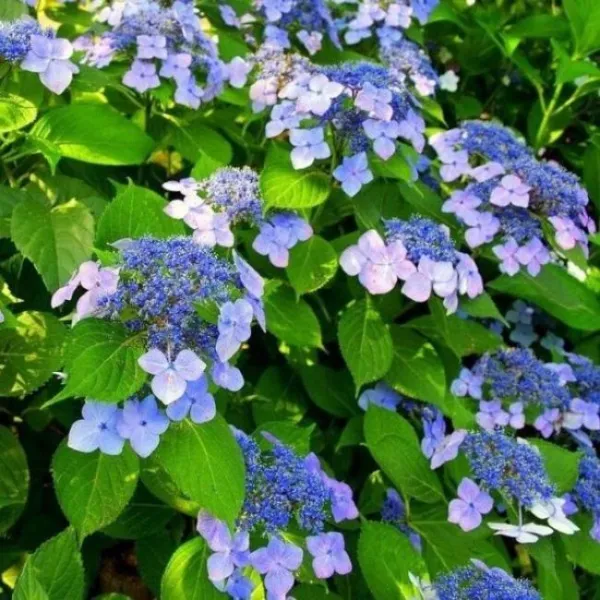 Гортензия пильчатая Морнинг Глори