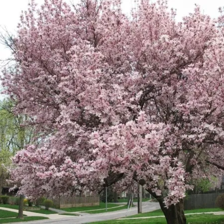 Магнолия Спектрум