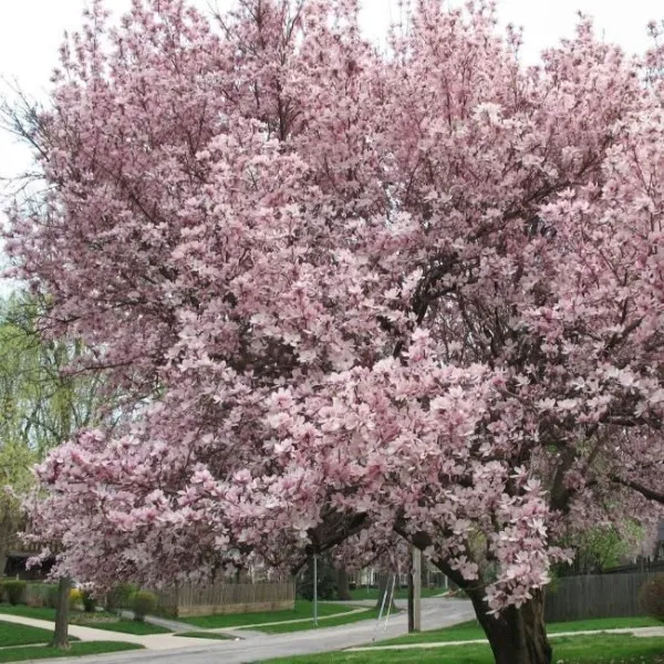 Магнолия Спектрум