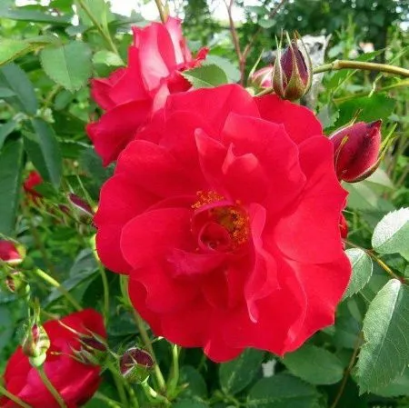 Роза плетистая Аделаида Худлесс (Adelaide Hoodless)