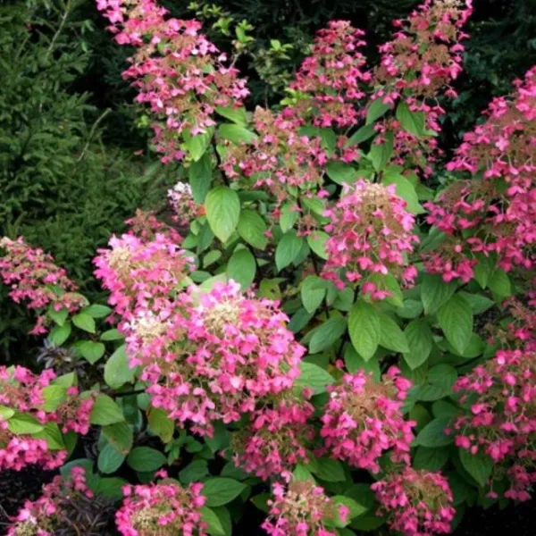 Гортензия метельчатая Руби