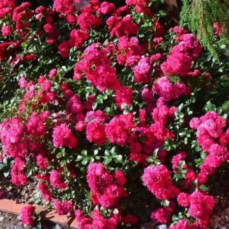 Роза почвопокровная Хеллоу (Hello)