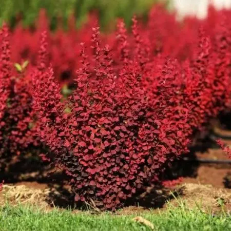 Барбарис Тунберга Оранж Рокет