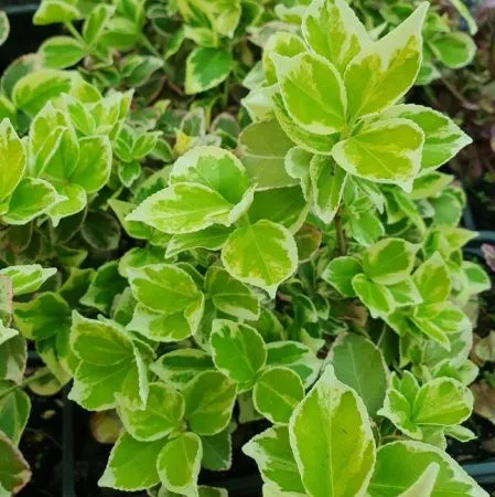 Бересклет Форчуна Эмеральд Гаети