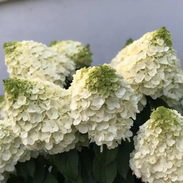 Гортензия метельчатая Мэджикал Монблан