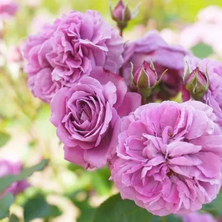 Роза флорибунда Лилак Топаз (Lilac Topaz)