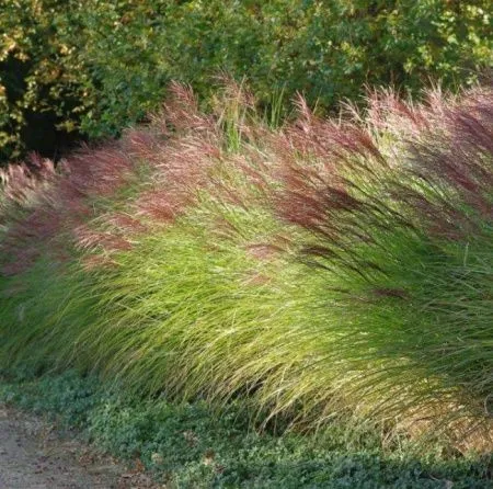 Мискантус Китайский Грацилимус