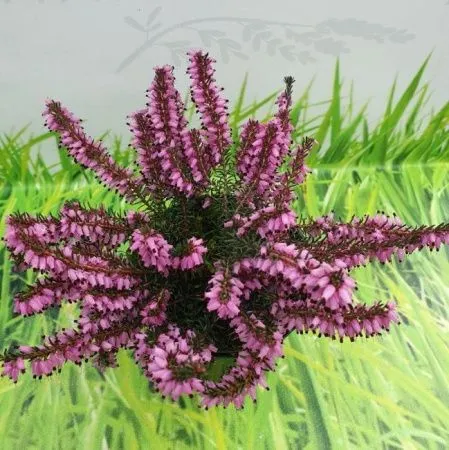 Эрика дарленская Фурзи