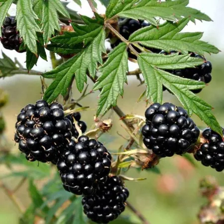 Ежемалина Бесшипная Торнлесс Эвергрин 