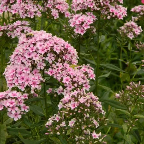 Флокс метельчатый Старберст