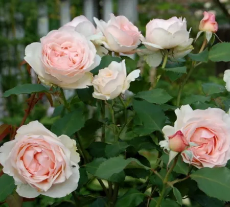 Роза чайно-гибридная Роберто Капуччи (Roberto Capucci)