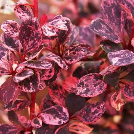 Барбарис Тунберга Фламинго