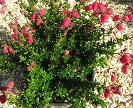 Дабеция кантабрийская Ангелина