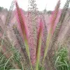 Пеннисетум лисохвостный Ред Хед