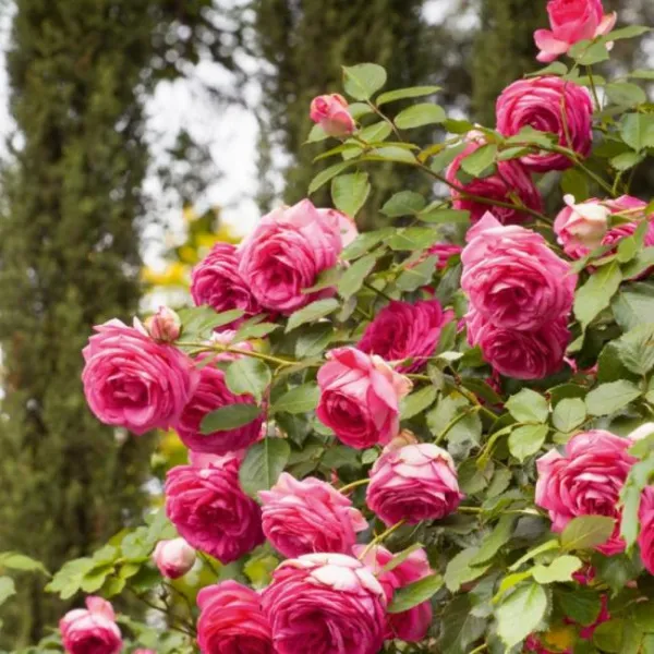 Роза плетистая Цикламен Пьер де Ронсар (Cyclamen Pierre de Ronsard)