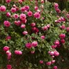 Роза плетистая Цикламен Пьер де Ронсар (Cyclamen Pierre de Ronsard)