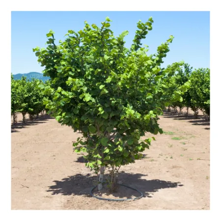 Лещина Тонда Романа 