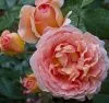 Роза английская Абрахам Дэрби (Abraham Darby)