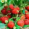 Земляника ремонтантная крупная Четыре Сезона 