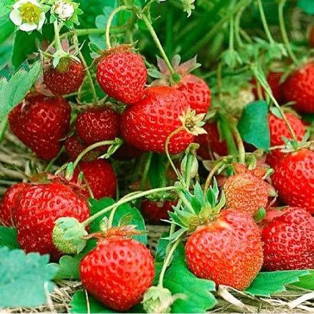 Земляника ремонтантная крупная Четыре Сезона 