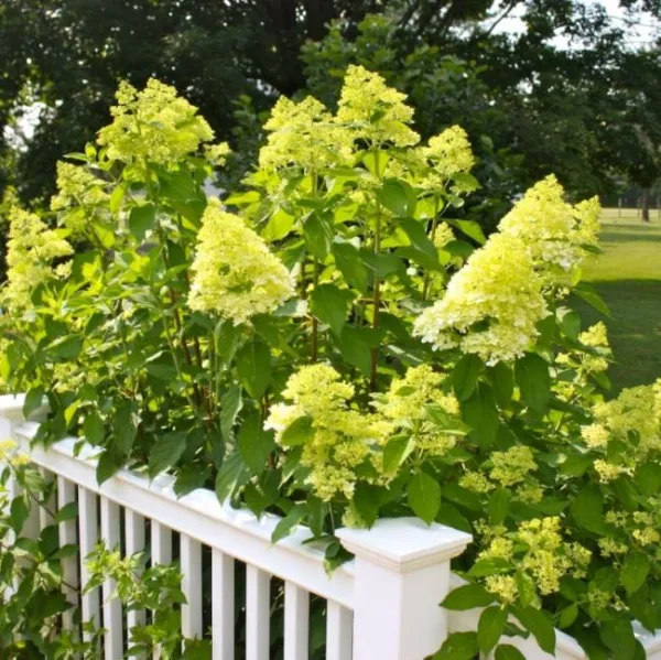 Гортензия метельчатая Мохито