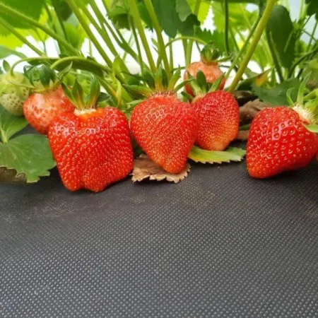 Клубника Азия 