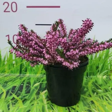 Эрика дарленская Фурзи